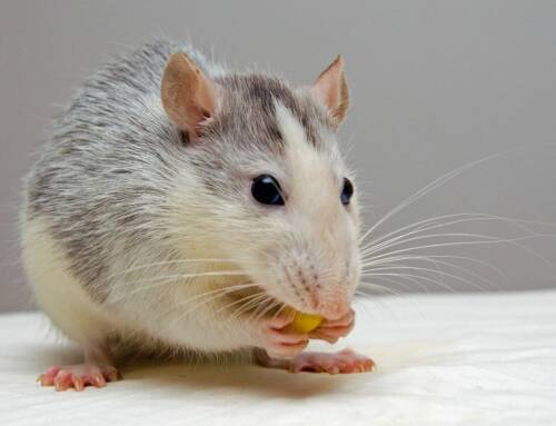 Quanto custa uma dedetização de ratos?