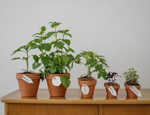 8 Plantas Perfeitas para Vaso