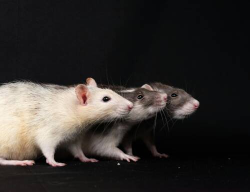 Desratização Profissional: Entenda o Preço e Garanta a Eficácia